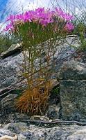 Flora  Fauna - Beauty On The Rocks - Digital Photography