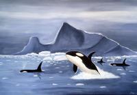 Orcas And Ice - Acrylic Paintings - By Jeff Wilder, Nature Painting Artist