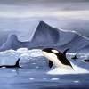 Orcas And Ice - Acrylic Paintings - By Jeff Wilder, Nature Painting Artist