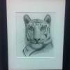 Tiger - Charcoal Drawings - By Tim Legree, Realism Drawing Artist