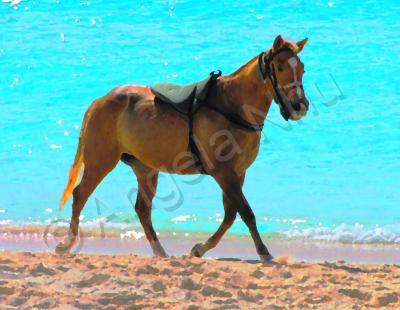 Horses - Caribbean Palomino - Digital