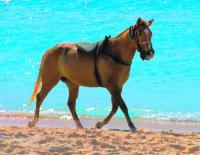 Caribbean Palomino - Digital Photography - By Angela Nhu, Impressionist Photography Artist