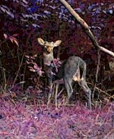 Deer In The Wood - Digital Photography - By Angela Nhu, Impressionist Photography Artist