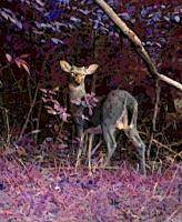 Nature - Deer In The Wood - Digital