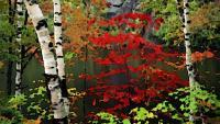 Nature - Fall Birch Trees - Digital
