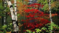 Fall Birch Trees - Digital Photography - By Angela Nhu, Impressionist Photography Artist