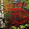 Fall Birch Trees - Digital Photography - By Angela Nhu, Impressionist Photography Artist