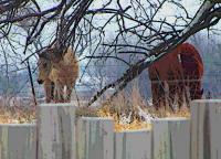 Horses In The Snow - Digital Photography - By Angela Nhu, Impressionist Photography Artist