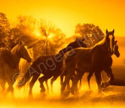 Horses - Horses At Sunrise - Digital