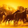 Horses At Sunrise - Digital Photography - By Angela Nhu, Nature Photography Artist