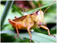 Grasshopper - Photography Photography - By Risa Kent, Insect Photography Artist