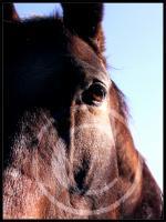 Amber - Photography Photography - By Risa Kent, Equine Photography Artist