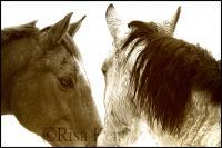 Friends - Photography Photography - By Risa Kent, Equine Photography Artist