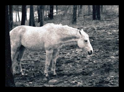 2004 - Grey Day - Photography