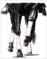 Collection - Pen And Ink Drawings - By Risa Kent, Equine Drawing Artist