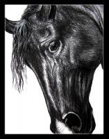 El Regio - Charcoal Drawings - By Risa Kent, Equine Drawing Artist