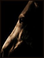 Perfect - Photography Photography - By Risa Kent, Equine Photography Artist
