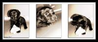 Puppy Love - Photography Photography - By Risa Kent, Triptic Photography Artist