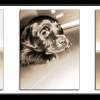 Puppy Love - Photography Photography - By Risa Kent, Triptic Photography Artist