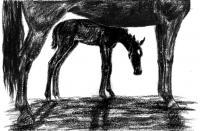 Safe With Mom - Charcoal Drawings - By Risa Kent, Equine Drawing Artist
