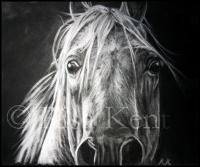 Spooked - Charcoal Drawings - By Risa Kent, Equine Drawing Artist