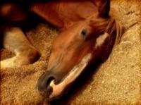 A Break - Photography Photography - By Risa Kent, Equine Photography Artist