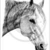 Tory - Graphite Drawings - By Risa Kent, Realism Drawing Artist