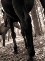 Tangled - Photography Photography - By Risa Kent, Equine Photography Artist