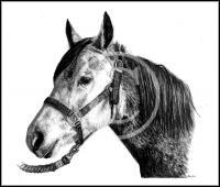 Abby - Graphite Drawings - By Risa Kent, Realism Drawing Artist