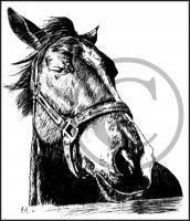 Wind - Pen And Ink Drawings - By Risa Kent, Equine Drawing Artist