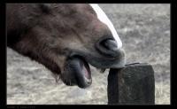 Tasty - Photography Photography - By Risa Kent, Equine Photography Artist