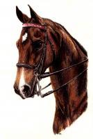 Saddleseat - Colored Pencil Drawings - By Risa Kent, Realism Drawing Artist