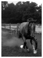 Airborn - Photography Photography - By Risa Kent, Equine Photography Artist
