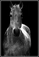 Fleabitten - Photography Photography - By Risa Kent, Equine Photography Artist
