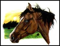 Blue-Eyed - Colored Pencil Drawings - By Risa Kent, Equine Drawing Artist