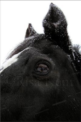 2005 - Frosted - Photography