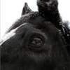Frosted - Photography Photography - By Risa Kent, Equine Photography Artist