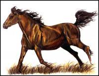 Autumn Gallop - Colored Pencil Drawings - By Risa Kent, Equine Drawing Artist