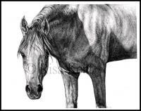 Arabian Stallion - Graphite Drawings - By Risa Kent, Realism Drawing Artist