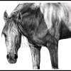 Arabian Stallion - Graphite Drawings - By Risa Kent, Realism Drawing Artist