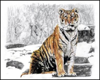 2005 - In The Snow - Colored Pencil