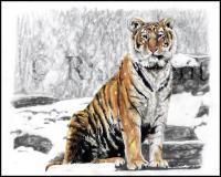 In The Snow - Colored Pencil Drawings - By Risa Kent, Realism Drawing Artist
