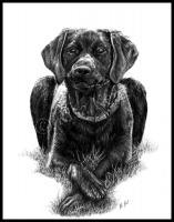 Abner - Graphite Drawings - By Risa Kent, Canine Drawing Artist