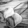 Hard And Soft Study - Graphite Drawings - By Risa Kent, Realism Drawing Artist