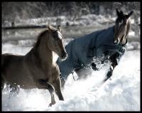 Snow Play - Photography Photography - By Risa Kent, Equine Photography Artist