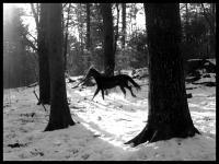 Through The Woods - Photography Photography - By Risa Kent, Equine Photography Artist