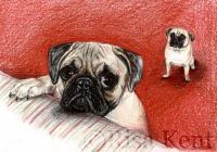 Thunder The Pug - Colored Pencil Drawings - By Risa Kent, Canine Drawing Artist