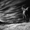 The Lookout - Charcoal Drawings - By Risa Kent, Equine Drawing Artist