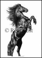 Friesian Rear - Graphite Drawings - By Risa Kent, Equine Drawing Artist