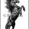 Friesian Rear - Graphite Drawings - By Risa Kent, Equine Drawing Artist